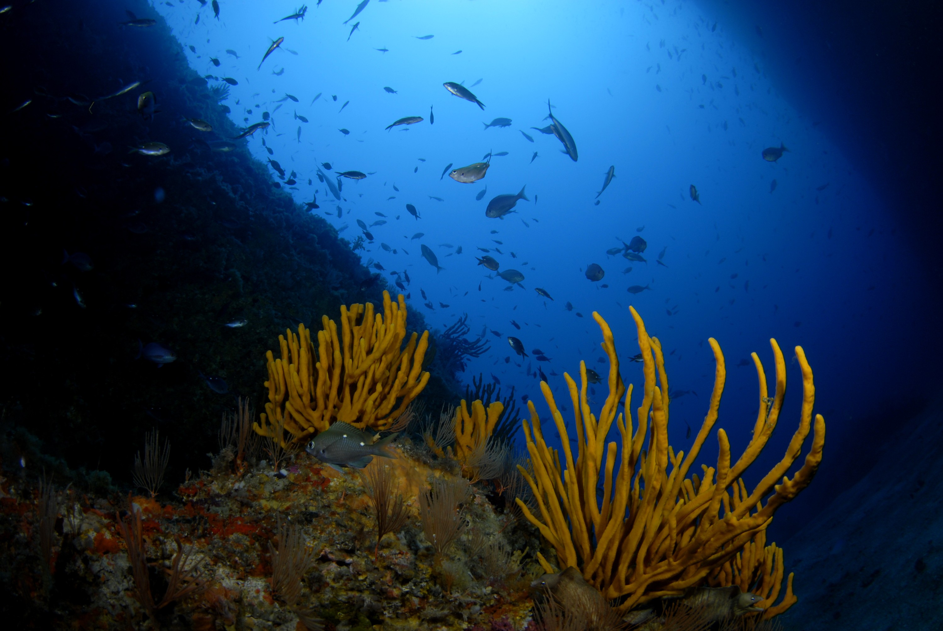 _JFG1994 – crispin, nz, new, zealand, new zealand, aug16_cm, sponge, garden, poor, knights, marine, reserve